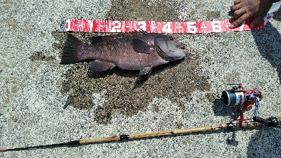 淡路島へコブダイ釣り