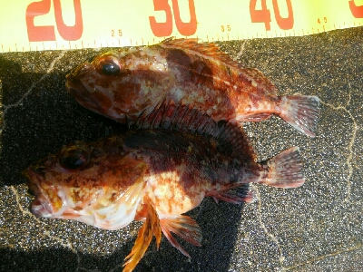 波強し、うねりあり