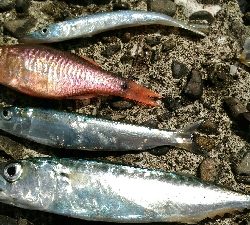 4月28日に続いて宇佐の中堤防へ