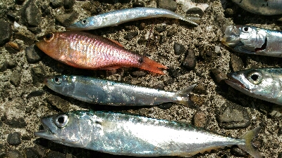 4月28日に続いて宇佐の中堤防へ