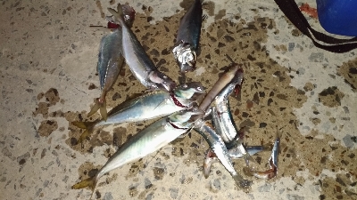 5/3釣果　アジイワシチャリコハゼ