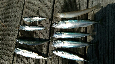 義父の船で土佐市宇佐沖にて鯛サビキ・ちょい…