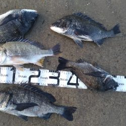 5/5釣果　チヌキビレアジキスコノシロ五目釣り☆