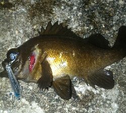 まだまだ開幕せず