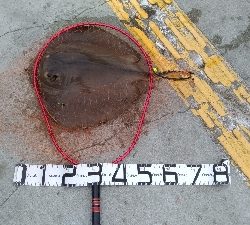 5/18釣果　アカエイガシライワシ