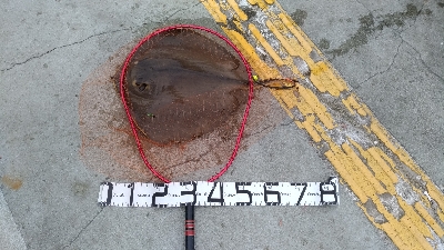 5/18釣果　アカエイガシライワシ