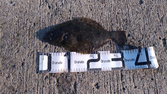 5/26釣果ヒラメスズキキビレキスチヌ