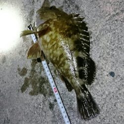 カサゴ３０センチ！