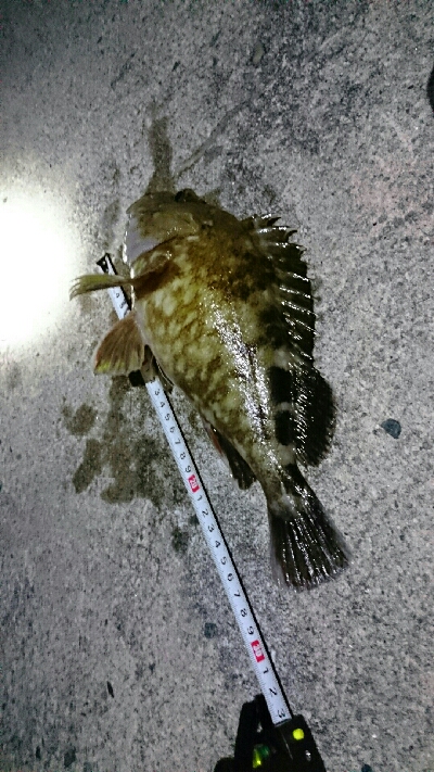 カサゴ３０センチ！