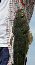 夏の魚、昼間のマゴチ２発！！