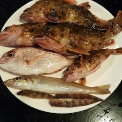 2019年キス調査~