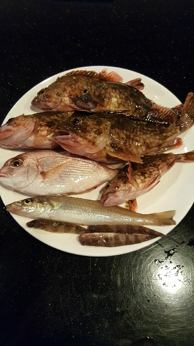 2019年キス調査~