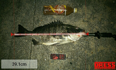 シーバス狙いで チヌゲット