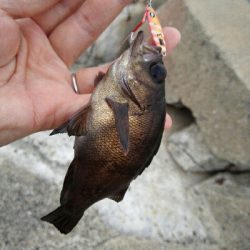 2019年5月14日釣行in箱崎ふ頭