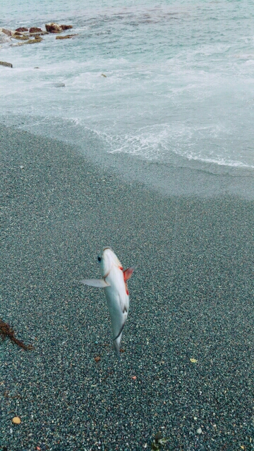 渚釣り 不発
