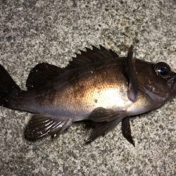 久々の海釣り園