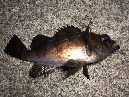 久々の海釣り園