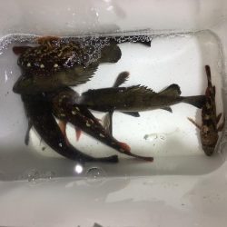 メバリング  外道も増えてきました