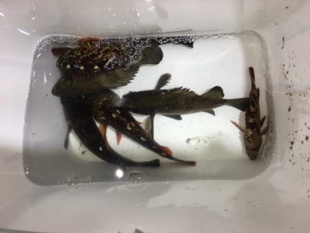 メバリング  外道も増えてきました