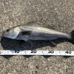 エビ撒きでハネ、スズキ！