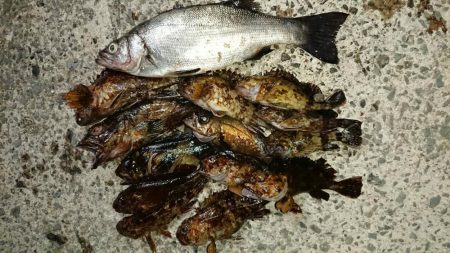 そろそろメバルは終ですね