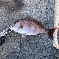 エビ撒きでタイ釣れた〜