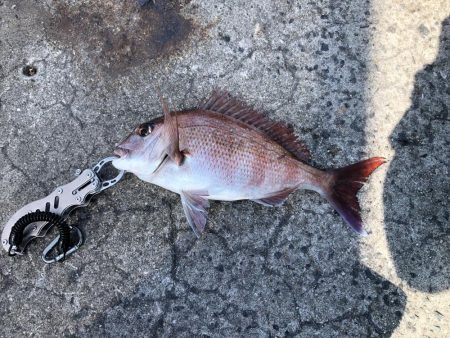 エビ撒きでタイ釣れた〜
