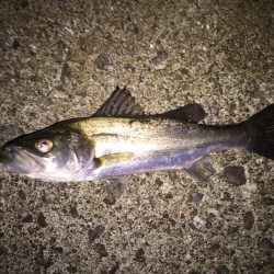 セイゴばっかり