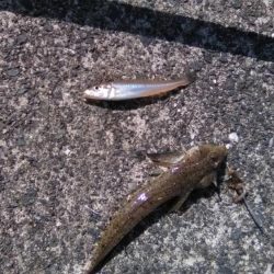 初夏のキス釣り