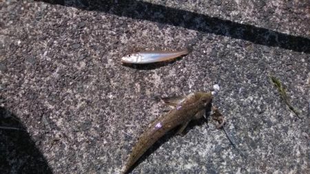 初夏のキス釣り