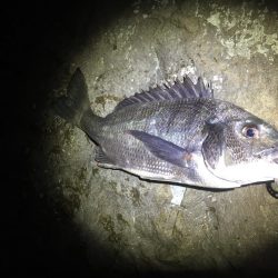 ヌーチーとバスーシ