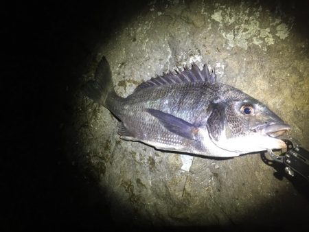 ヌーチーとバスーシ