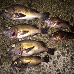 虫ヘッドでメバリング