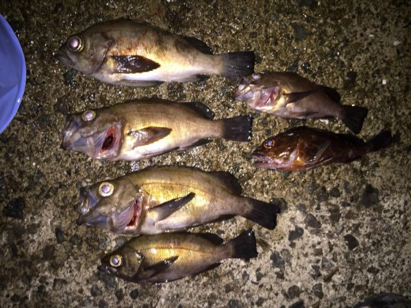 虫ヘッドでメバリング