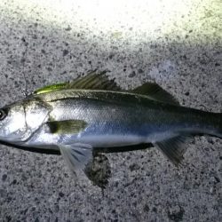 チーバスとシーバス