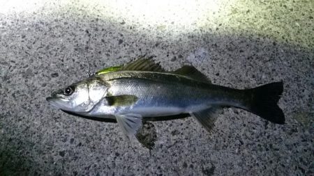 チーバスとシーバス