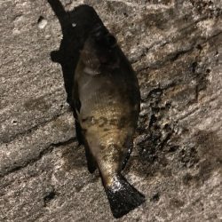 メバル、ガッシー釣行