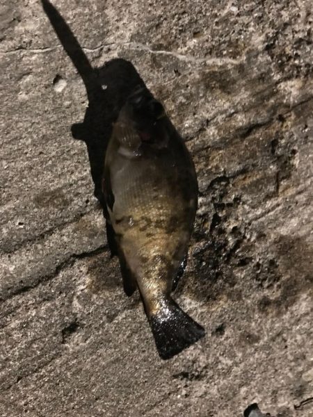 メバル、ガッシー釣行