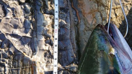 ショアスパルタン