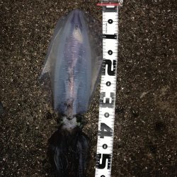 真夜中の連続ヒットでした。