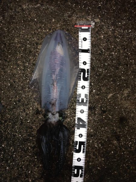 真夜中の連続ヒットでした。