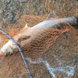 シーバス高活性