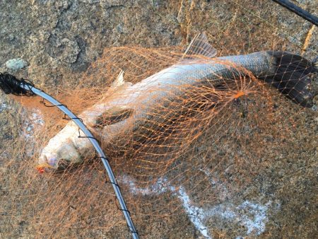 シーバス高活性