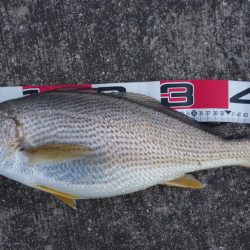 底は藻だらけ…