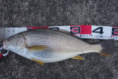 底は藻だらけ…