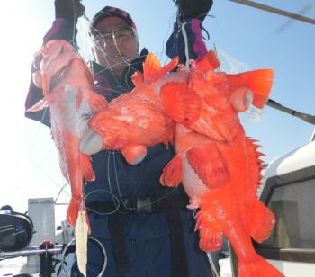 土佐安芸のハマちゃんの釣果
