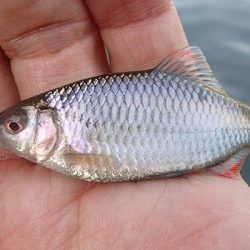 北摂地域でタナゴ釣り