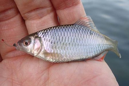 北摂地域でタナゴ釣り