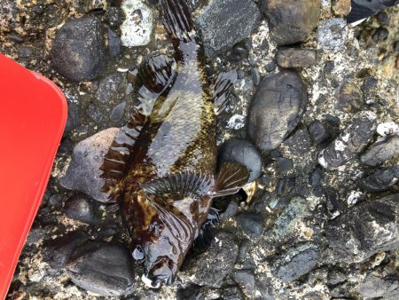 ワームで穴釣り