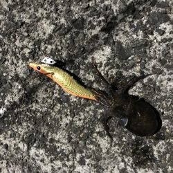 コウイカランガン